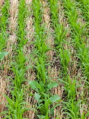 Césped archivos - Fernando Santamaría - Empresa de Jardinería en Cantabria