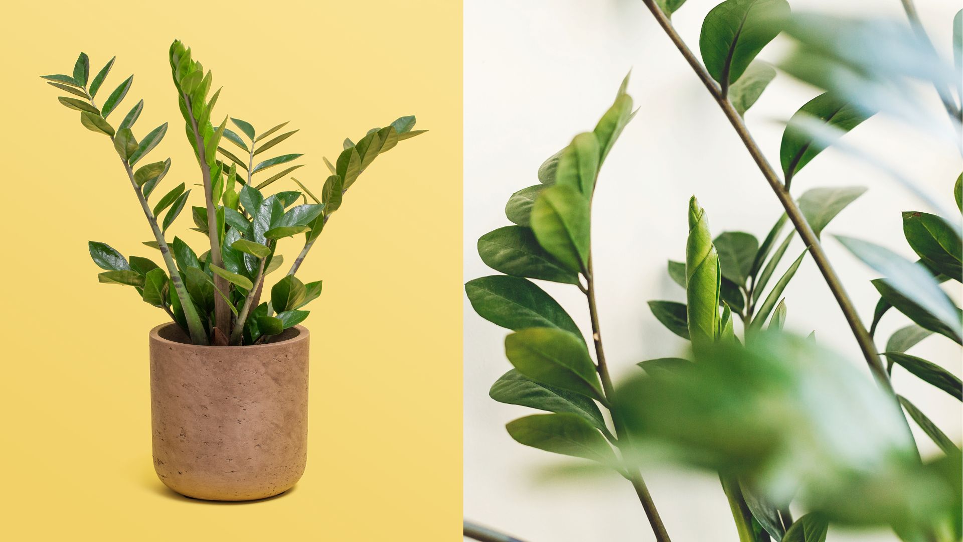 Plantas para zonas con poca luz en Cantabria