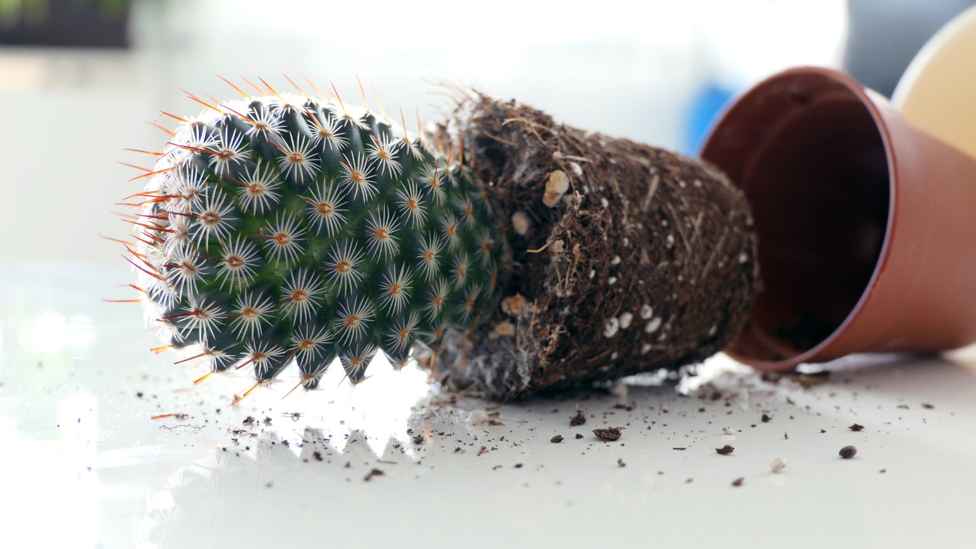 Trasplantar un cactus: instrucciones y consejos