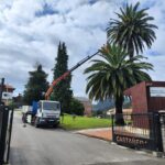 Picudo rojo en Cantabria: cómo proteger tus palmeras de esta plaga