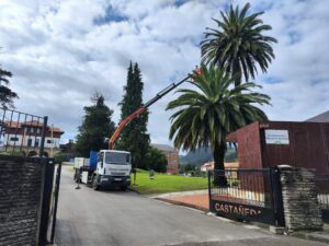 TRATAMIENTO PALMERAS picudo rojo cantabria